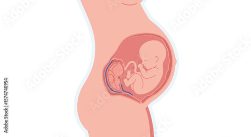 Illustration of Pregnancy for Gynecological Education and Maternal Health Awareness