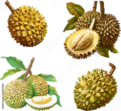 tropical fruit on white background, durian fruit in color style