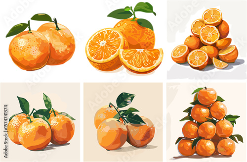 set of citrus fruit isolated on white, fresh fruit in color style and no background