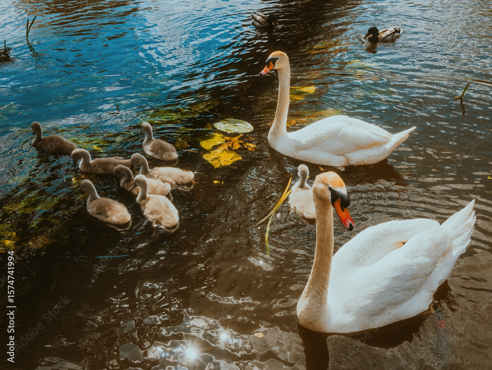Fototapeta premium swans on the lake