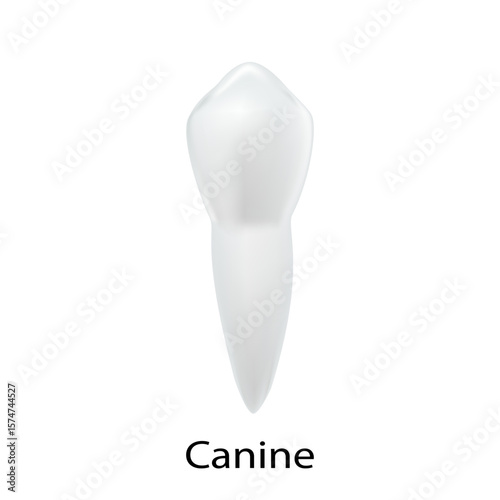 Tooth White Isolated,One Canine Tooth on White Background.Concept Human tooth icon element for dental hygiene care, Medical, Website, Hospital.Vector illustration 3D Mesh