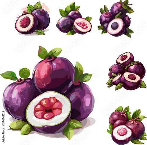 set of mangosteen fruit isolated on white in color style, fresh fruit in color style