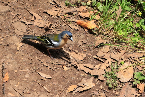 Eurasian chaffinch. A chaffinch with blue, orange and green plumage.