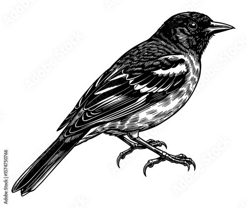 Detailed Oriole Bird Full Body Shot Realistic Black and White Outline Line Art Drawing Vintage Style