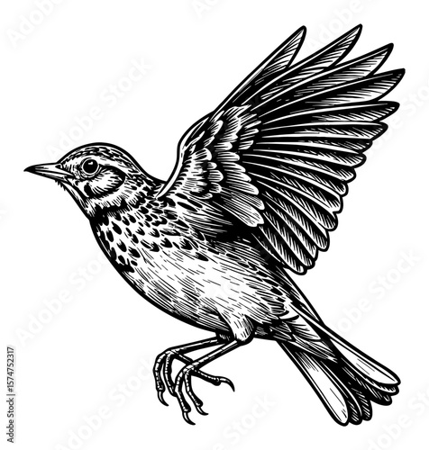 Lark Bird Flying Vintage Black and White Outline Line Art Drawing Detailed Engraved Illustration