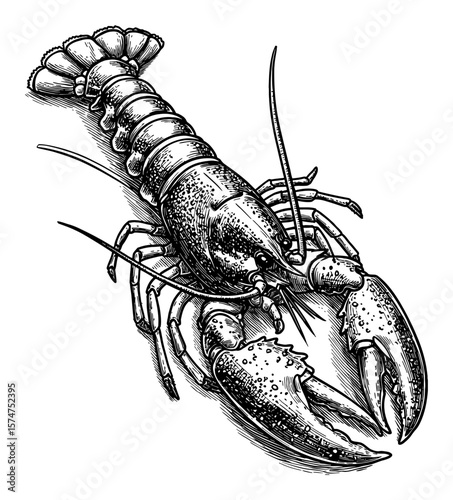 Captivating Detailed Lobster Black and White Outline Line Art Drawing Vintage Engraving Style Isolated
