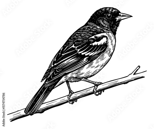 Detailed Oriole Bird Perched on a Branch Black and White Outline Line Art Drawing Vintage Engraving