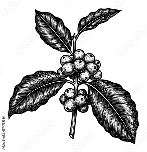 Branch of Coffea with Leaves and Coffee Cherries Black and White Outline Line Art Drawing