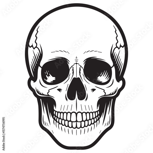 A detailed skull illustration isolated on transparent background shows human anatomy