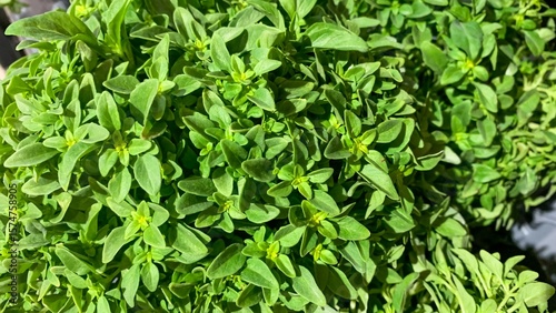 Lush basil leaves capture a verdant aroma under sunlight, invoking Pesto Festival reveries and Midsummer garden enchantments