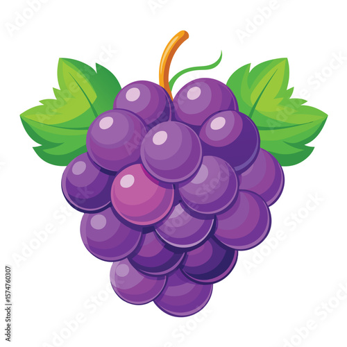 vector illustration of grapes