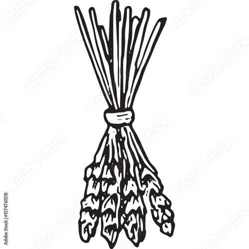 Hand-Drawn Asparagus Bundle Icon - Rustic Farm Harvest Illustration