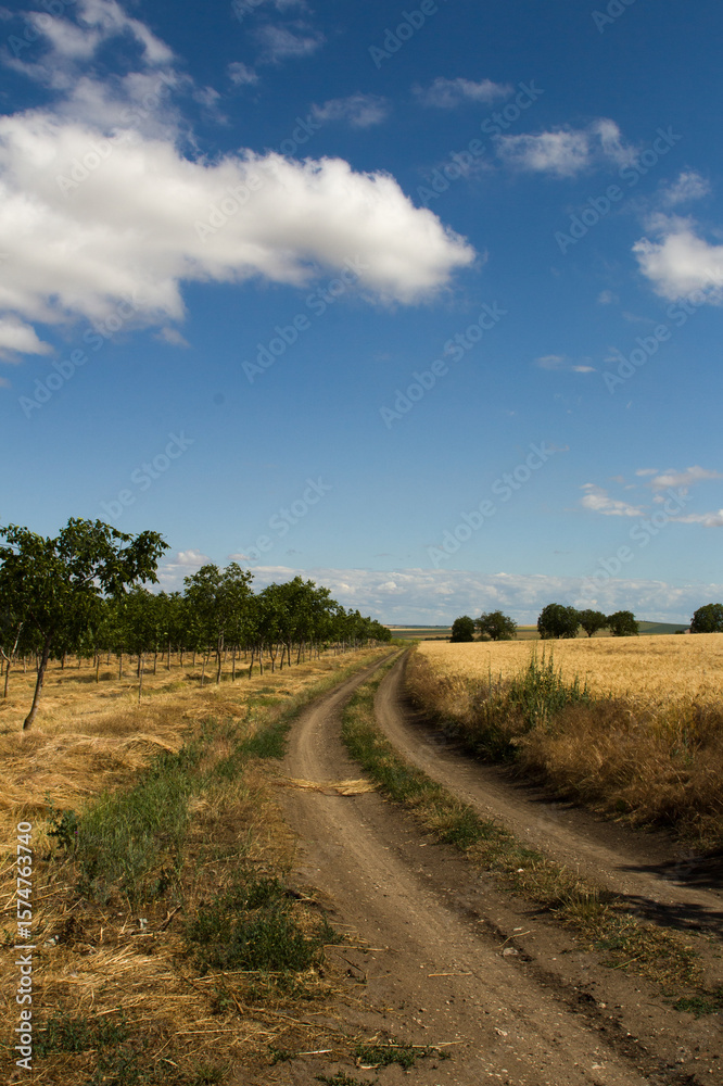Fototapeta premium A dirt road with trees and blue sky