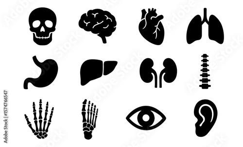 Set of human anatomy icons: skull, brain, heart, lungs, and more in silhouette style