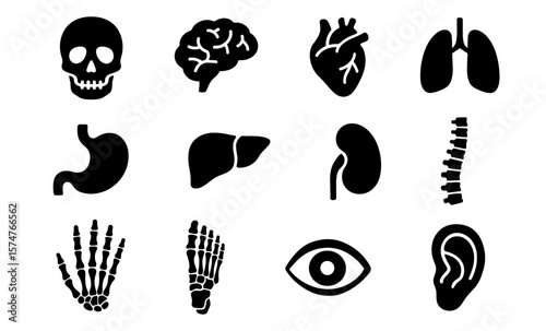 Human anatomy silhouette icons: heart, brain, skeleton and more