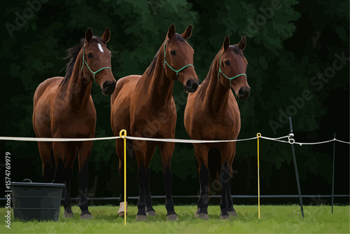 two horses on a farm