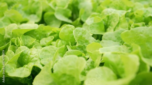 Organic spinach leaves growing in hydroponic greenhouse. Fresh, sustainable farm