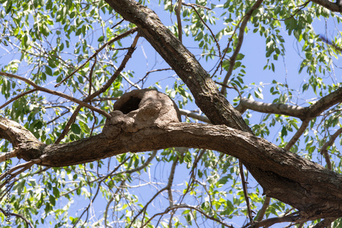 A little clay house made by a species of bird on the branch of a tree