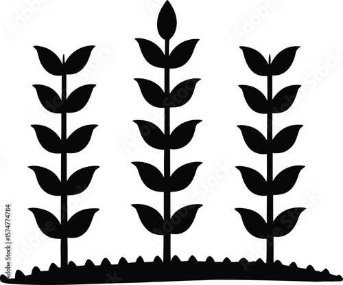 Corn stalks silhouette with layered leaves and upright stems for agricultural harvest icon