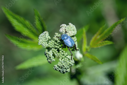 Metallic blue beetle hoplia coerulea on flower in a summer meadow. close-up