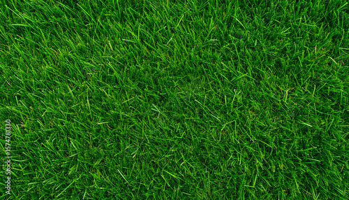 Wallpaper Mural A vibrant, close-up view of healthy, freshly mown green grass, forming a natural and dense textured background. Torontodigital.ca