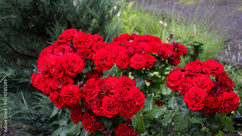 Vibrant red roses bloom in a lush garden surrounded by greenery under the warm sun, showcasing nature's beauty and elegance