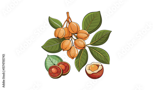 Illustration of buah keras fruits on branch with leaves