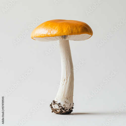 Single orange mushroom on white background, minimalistic style and copy space