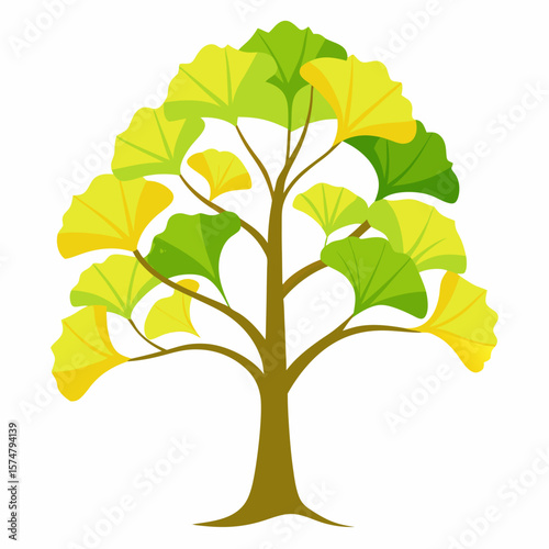Ginkgo tree with green and yellow fan shaped leaves on white background vector