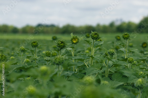 early vegetative emergence of a young sunflower plant from soil 