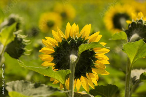backside view of sunflowers facing the sun in a bright golden field