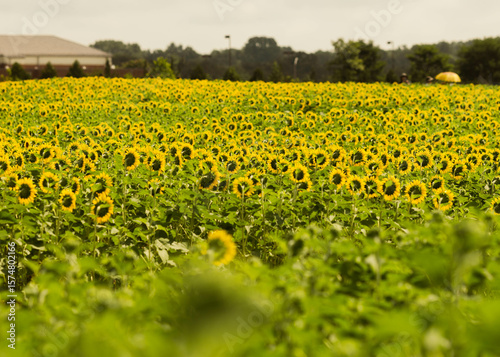 Bright full bloom sunflower standing tall in a sunlit field