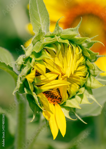 bright sunflower in bloom during flowering phase