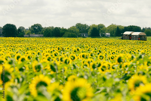 backside view of sunflowers facing sun in a bright golden field