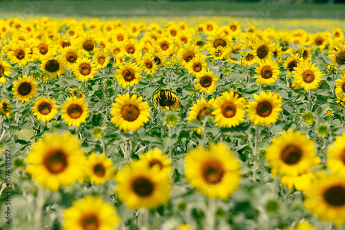 sunflower bowing down amidst a field of upright blooming sunflowers under bright sunlight