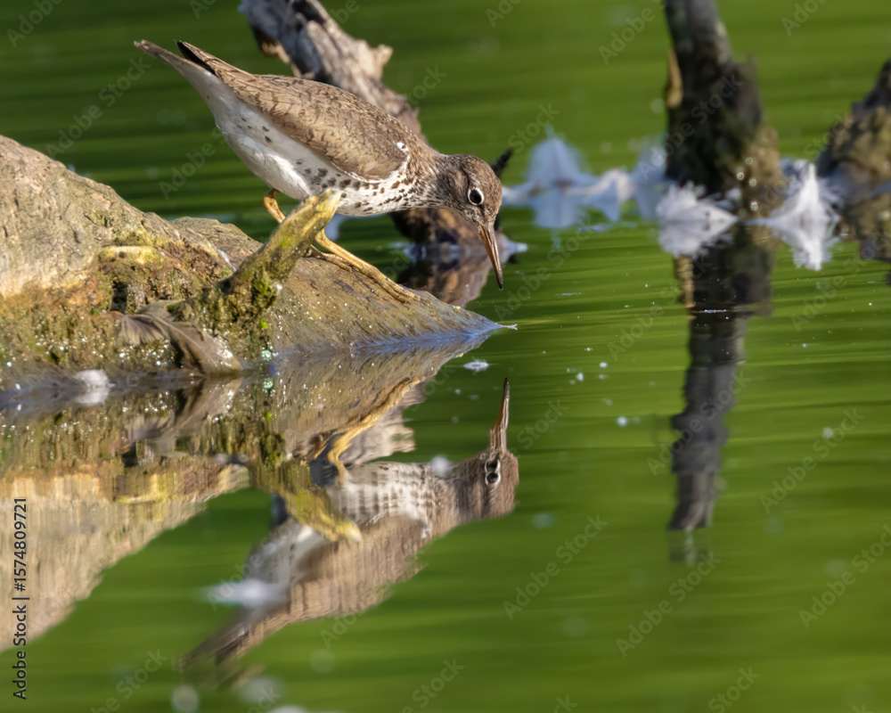 Fototapeta premium Spotted Sandpiper Drinking from Still Green Water with Perfect Reflection