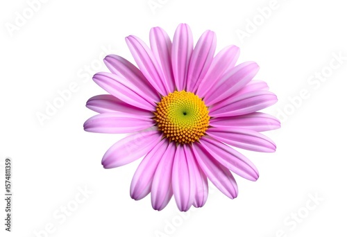 Single daisy bloom, vibrant petals, pure white background, isolated, photography, white