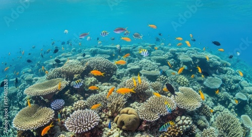 A vibrant coral reef teeming with colorful fish under a clear blue ocean surface in a tropical setting