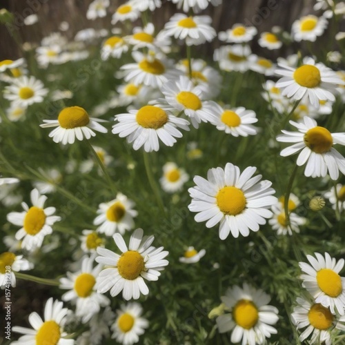 daisies in a field