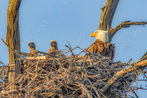 Bald Eagle with Chicks in Nest at Sunrise