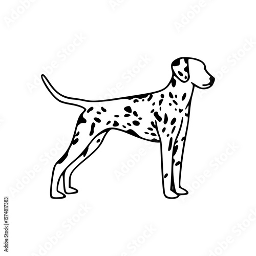 Dalmatian dog vector illustration
