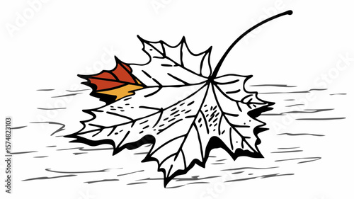 Autumn leaf illustration

