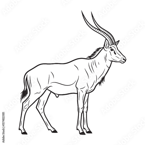 Complete Antelope Physical Anatomy Schema - Antelope vector - Antelope Line art - Antelope Drawing - Vector Lineart of Antelope - Antelope icon - its powerful delicate skeletal framework

