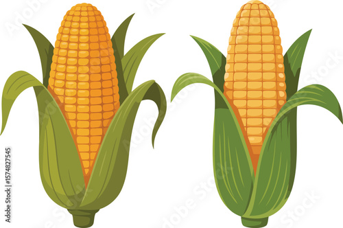 Fresh Corn on the Cob with Husk Vector Illustration, Transparent Background.