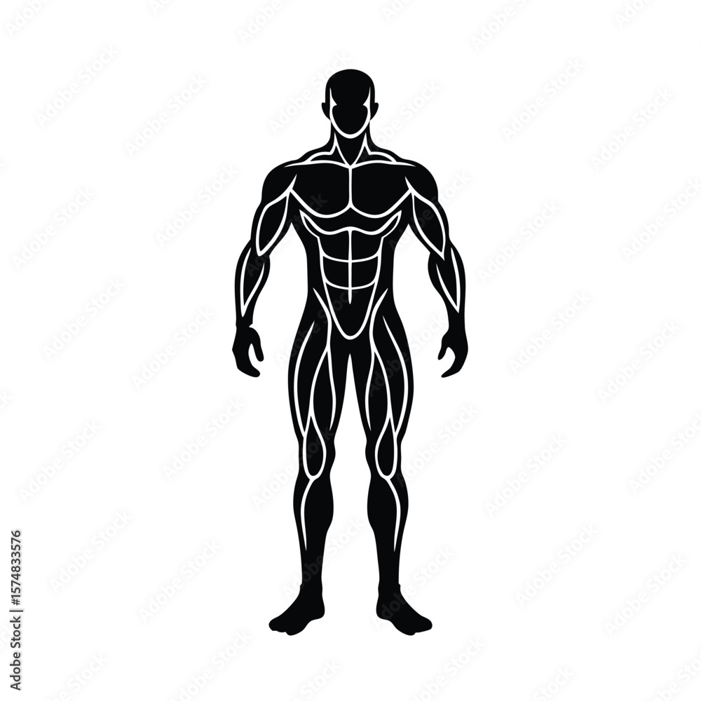 Fototapeta premium muscular system illustration of a man