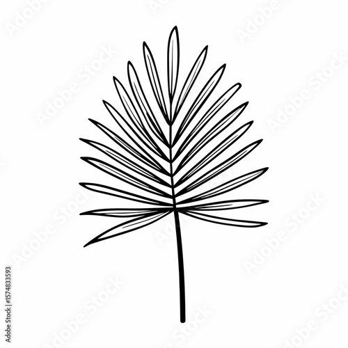 Tropical palm leave in sketch style, isolated vector illustration. Leave of palm tree in linear doodle style. Botanical minimalist print of exotic leave, sketch design.
