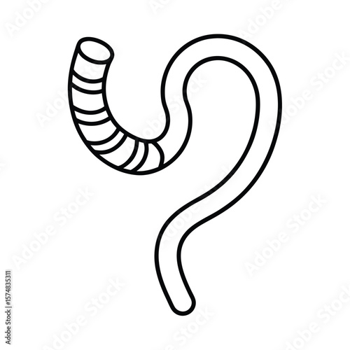 vector illustration of trachea