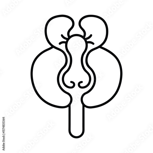 urinary system silhouette