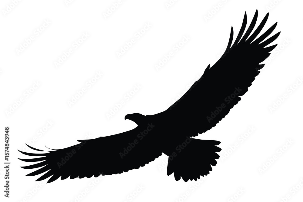 Obraz premium eagle vector illustration