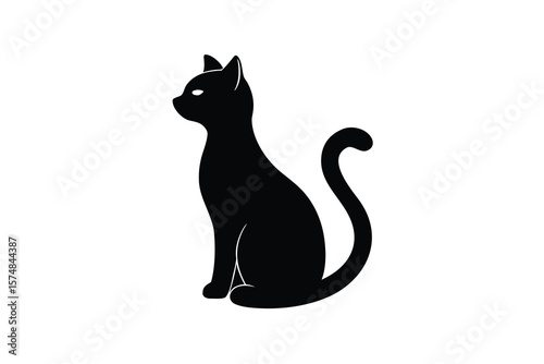 black and white cat